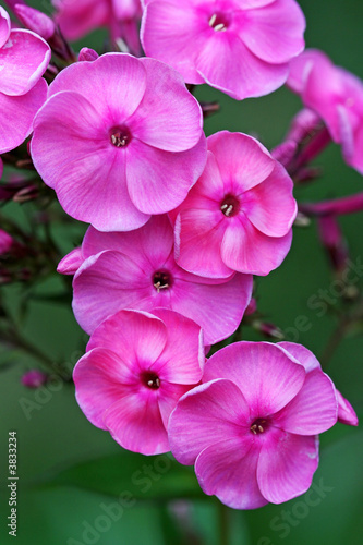 Blossoming pink phlox in the summer, in a garden