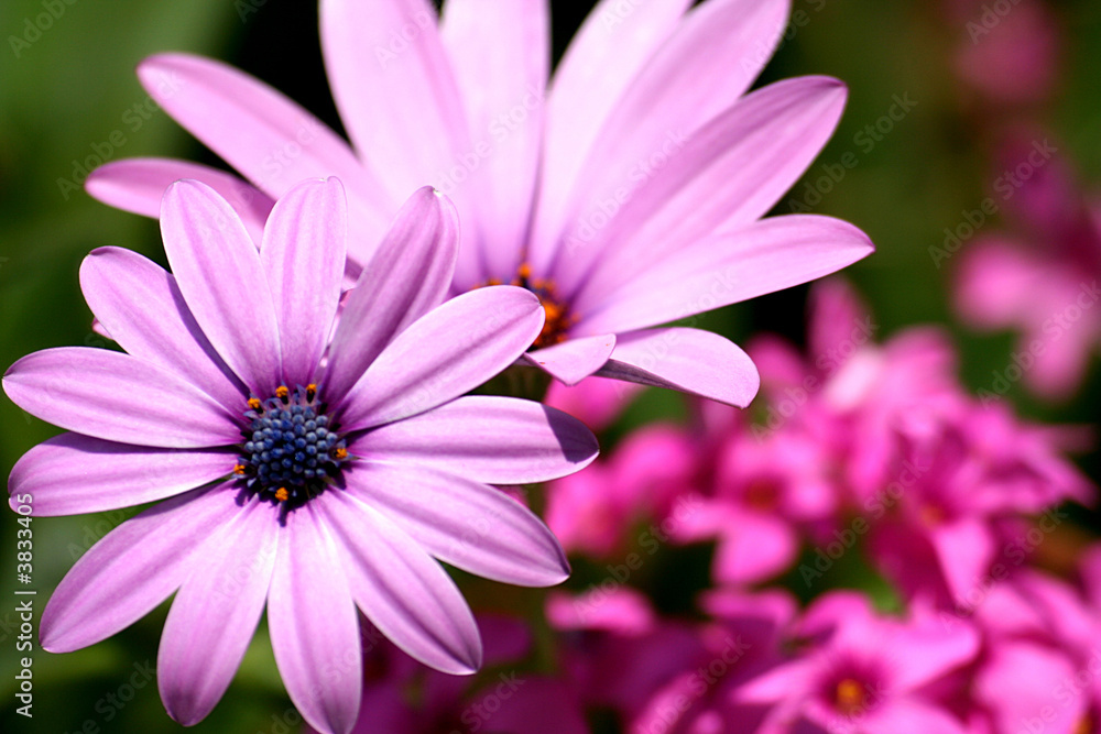 Obraz premium fleurs gerbera pétales rosée nature