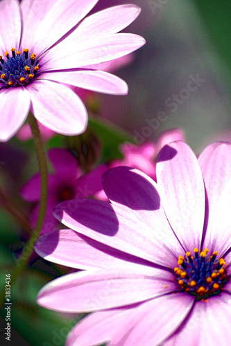 fleurs gerbera p  tales ros  e nature