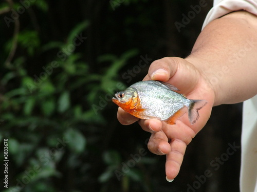 Bild auf Leinwand Piranha / Piraña / Salmler