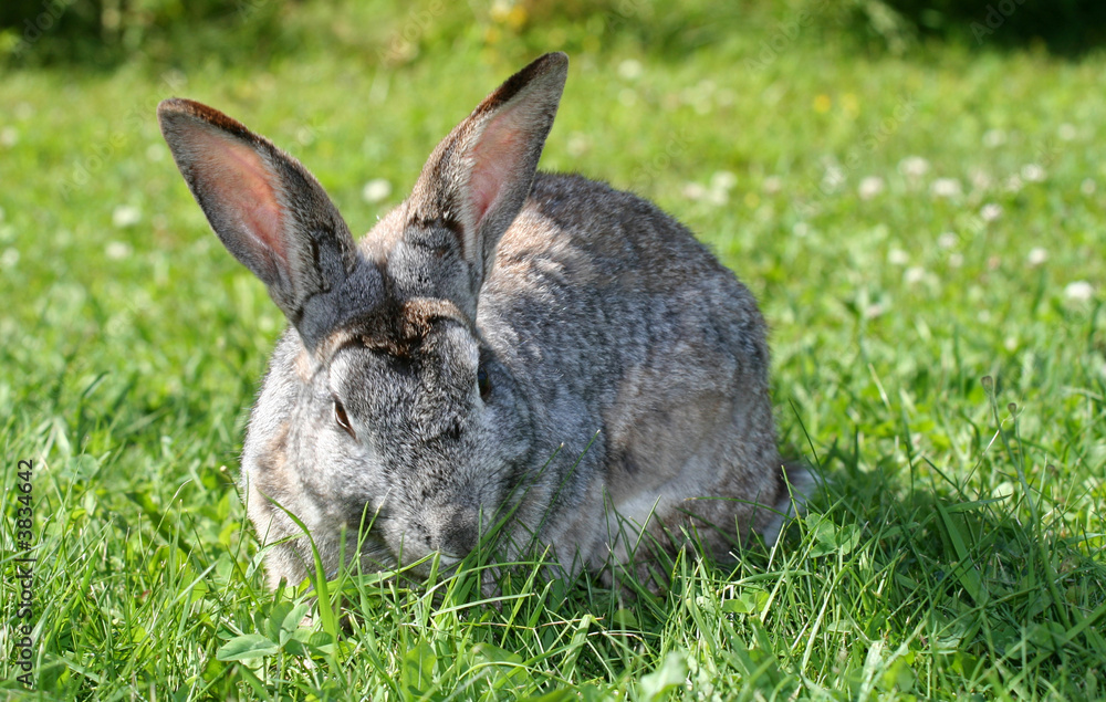 Fototapeta premium rabbit in grass