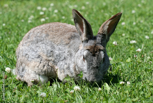 rabbit in grass © Lana Langlois
