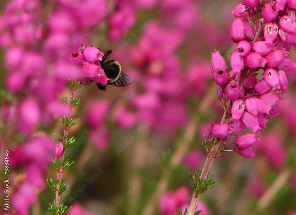 Pink Garden Pink Garden