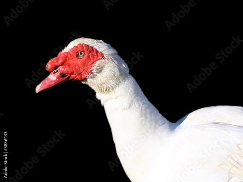 muscovy drake duck photo