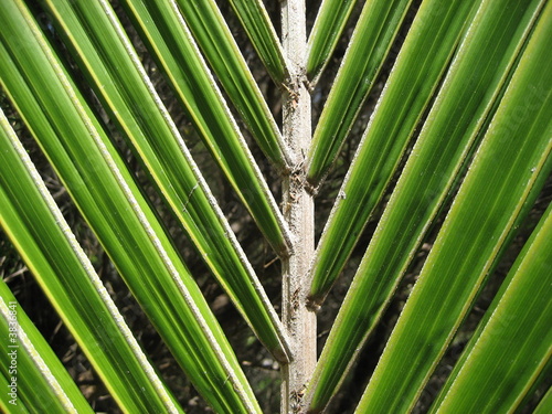 NZ Plant