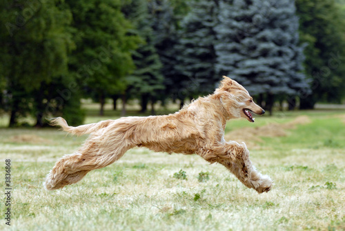 Pure breed afghan hound runing