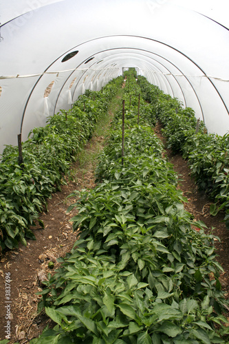 tunnel shaped plastic greenhouse