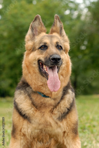 German shepherd dog sitting in green grass