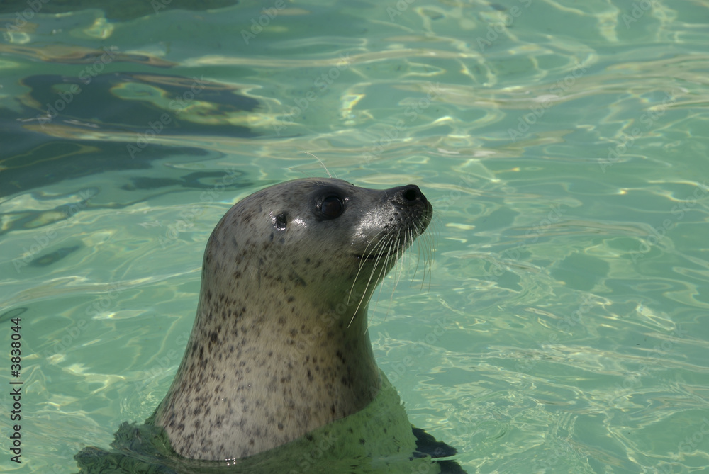 Naklejka premium a cute common seal at the seal sanctuary