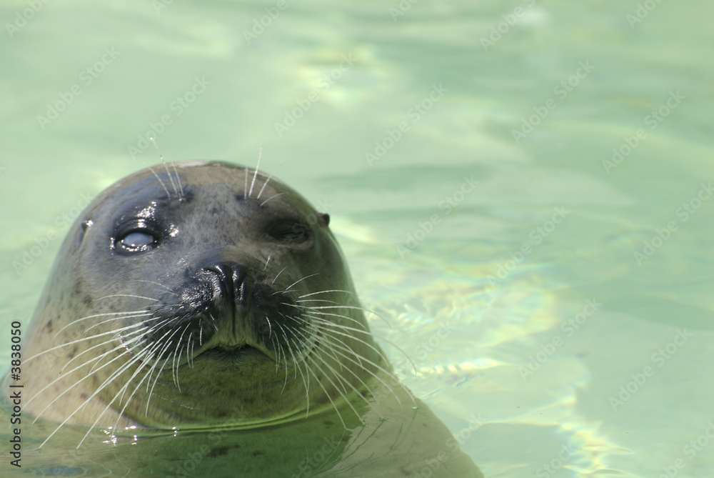 Fototapeta premium a blind seal at the seal sanctuary