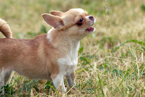   Short-Haired CHIHUAHUA growling and nipping © dogist