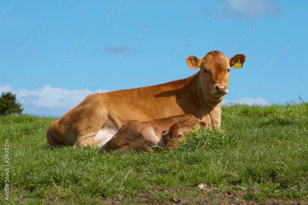 summer dairy cow picture