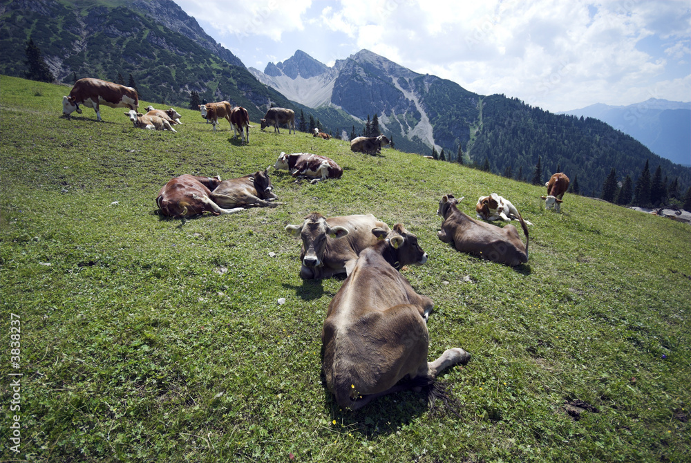 Alp Cows