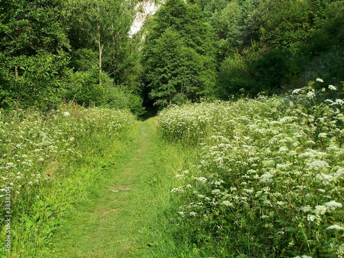 path through meadow