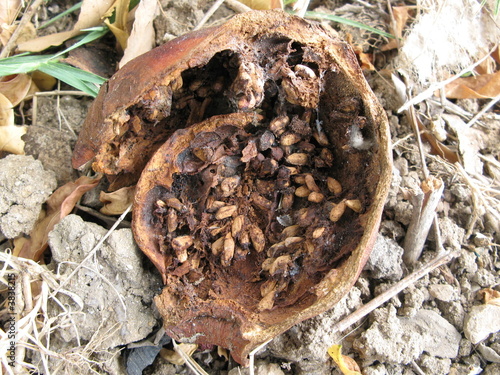 dried pomegranate