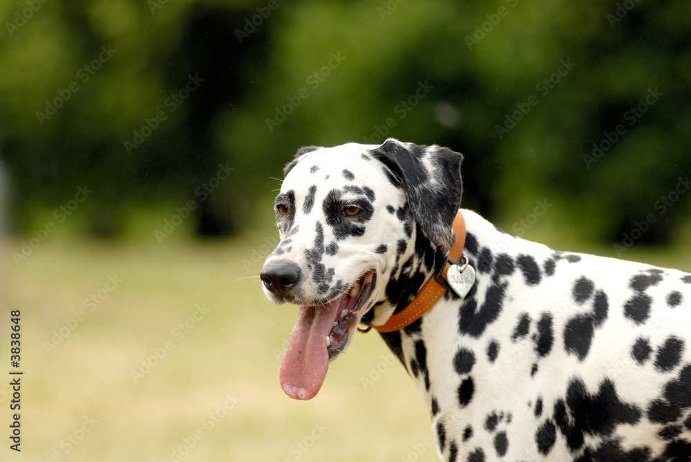  .head of dalmatian  on a green background