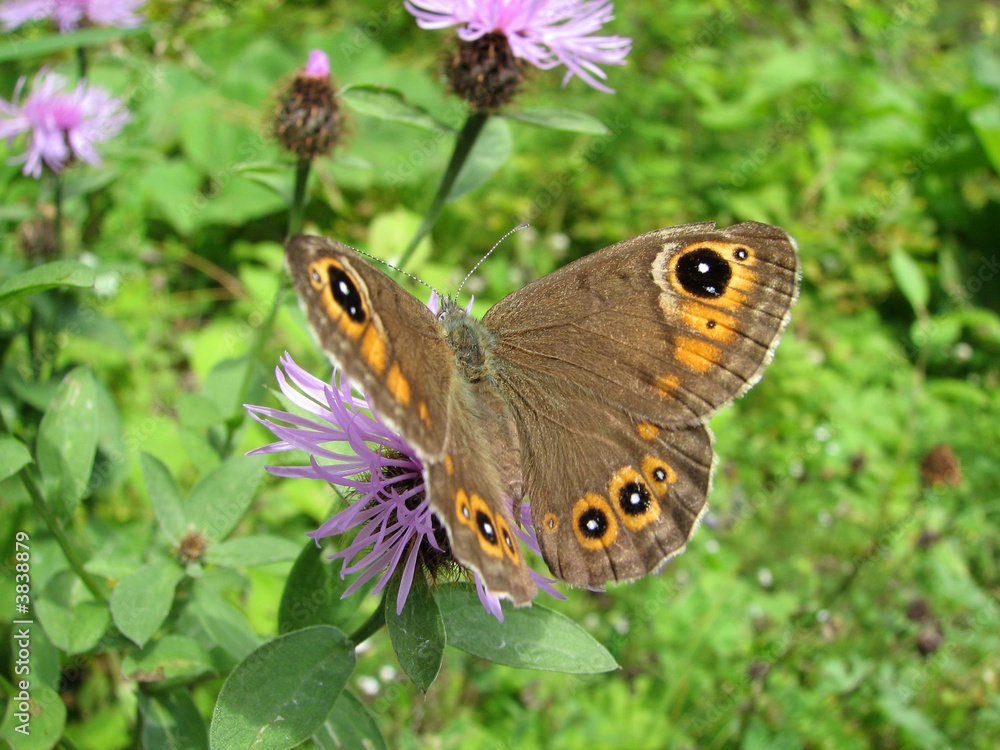 Obraz premium Lasiommata maera 