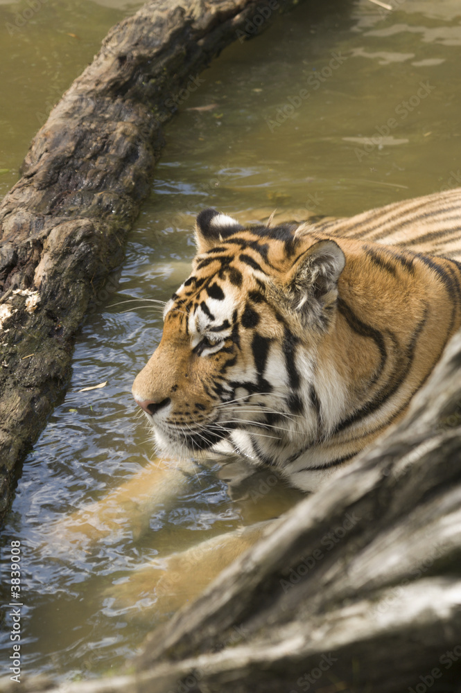 Naklejka premium Amur Tiger (Panthera tigris altaica) looking to left of frame 