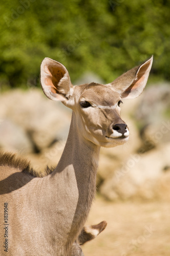 Greater Kudu (tragelaphus strepsiceros)  - portrait orientation © Stephen Meese