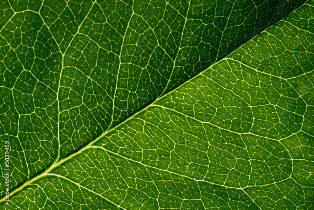 Fototapeta zielony liść tekstury