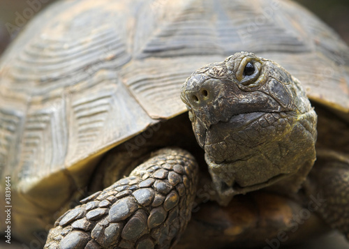Spur-Thighed Tortoise - Turtle