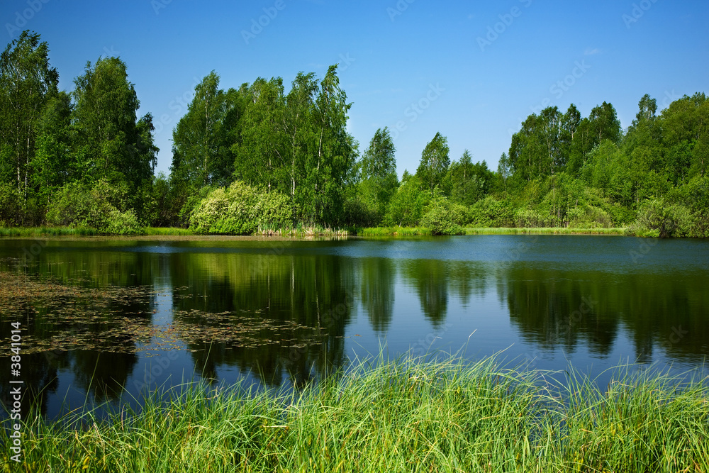 Fototapeta premium Pond,birches