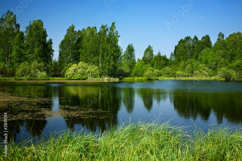 Pond,birches