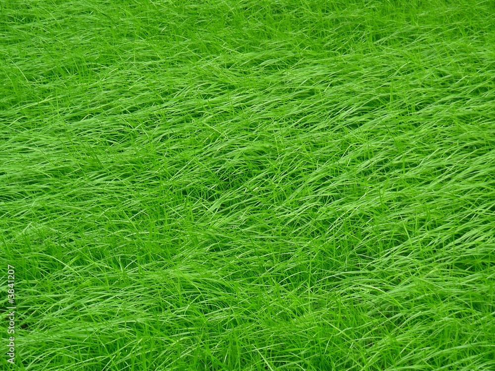 Gras Gras