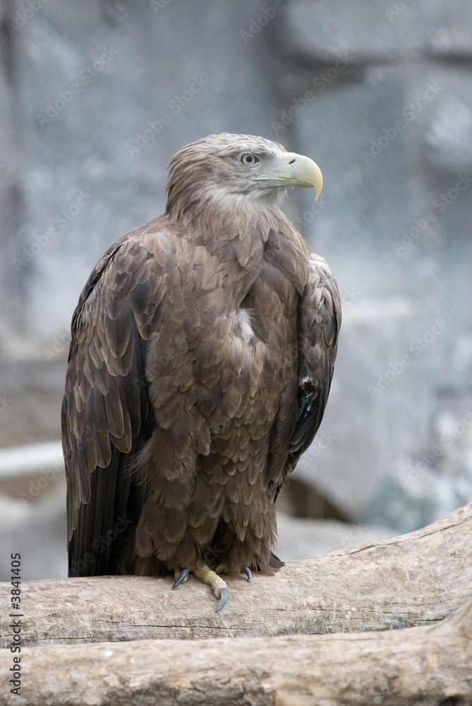 Eagle Eagle