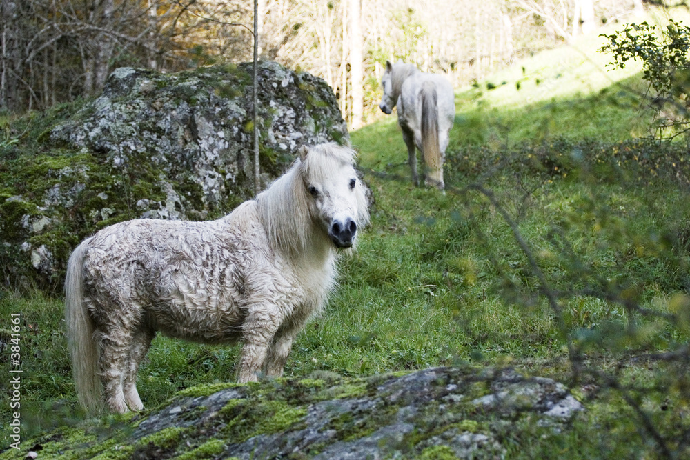 Fototapeta premium poney blanc