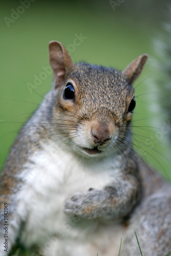 Relaxed Squirrel © Stormcab