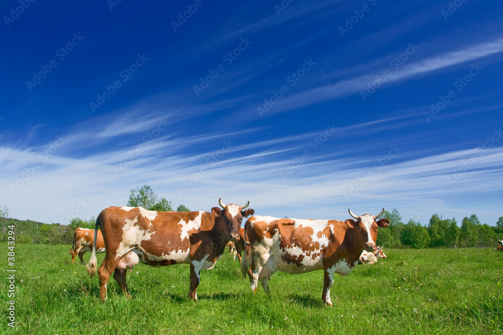 The herd of cows is grazed on a pasture