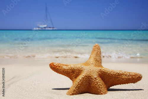Estrella de Mar en la Playa