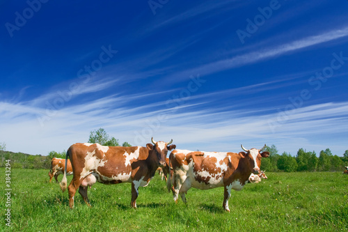 The herd of cows is grazed on a pasture
