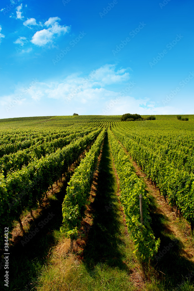 a german vineyard near the rhein river