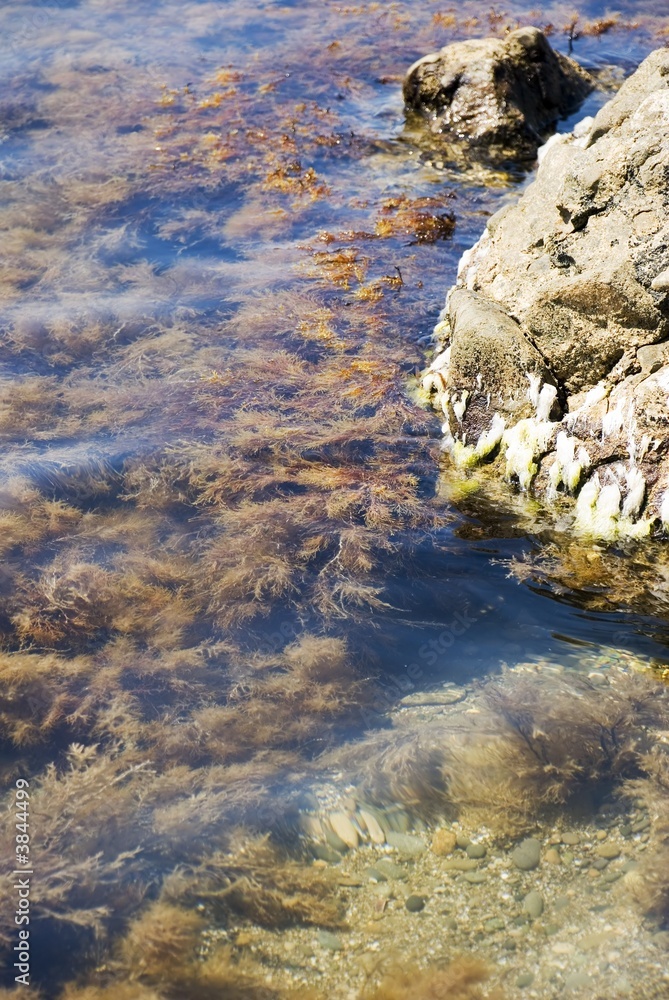 Picturesque sea seaweed in blue transparent water