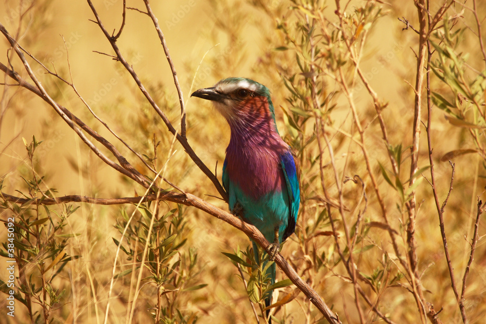 Lilac breasted roller, Okavango, Botswana Lilac breasted roller, Okavango, Botswana