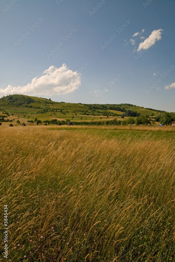 Obraz premium summer landscape