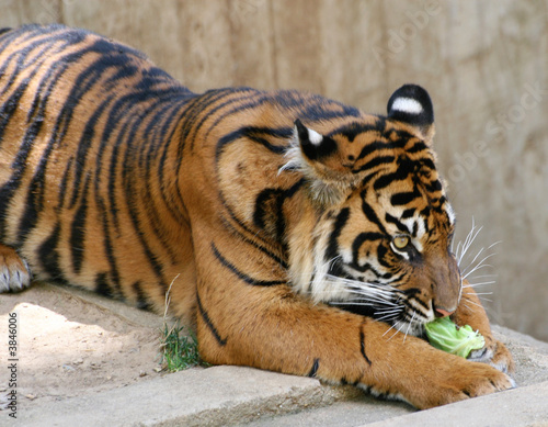 Young Tiger eating a piece of salad