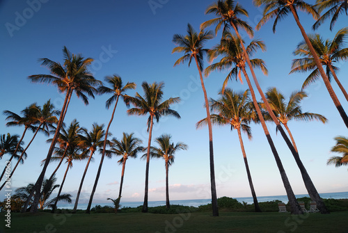 Palm Tree in the morning