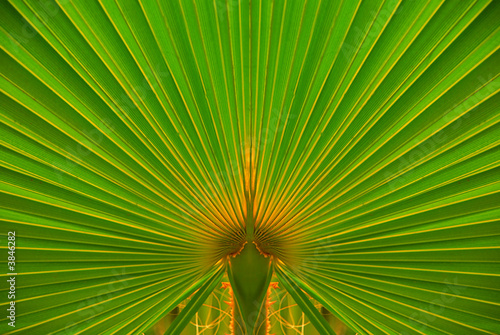 Fine Palm Leaf