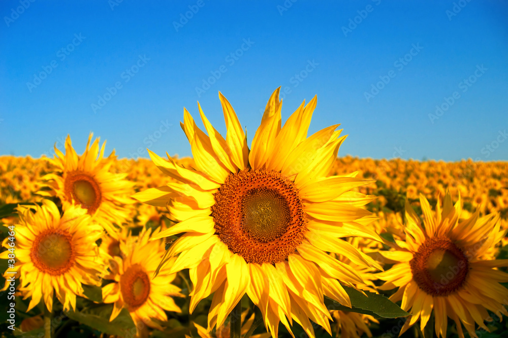 Fototapeta premium An image of sunflowers on background of sky