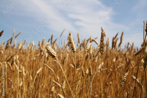 Wallpaper Mural Riped wheat Torontodigital.ca