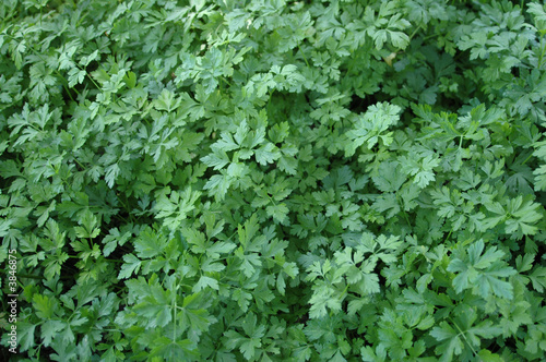 parsley field