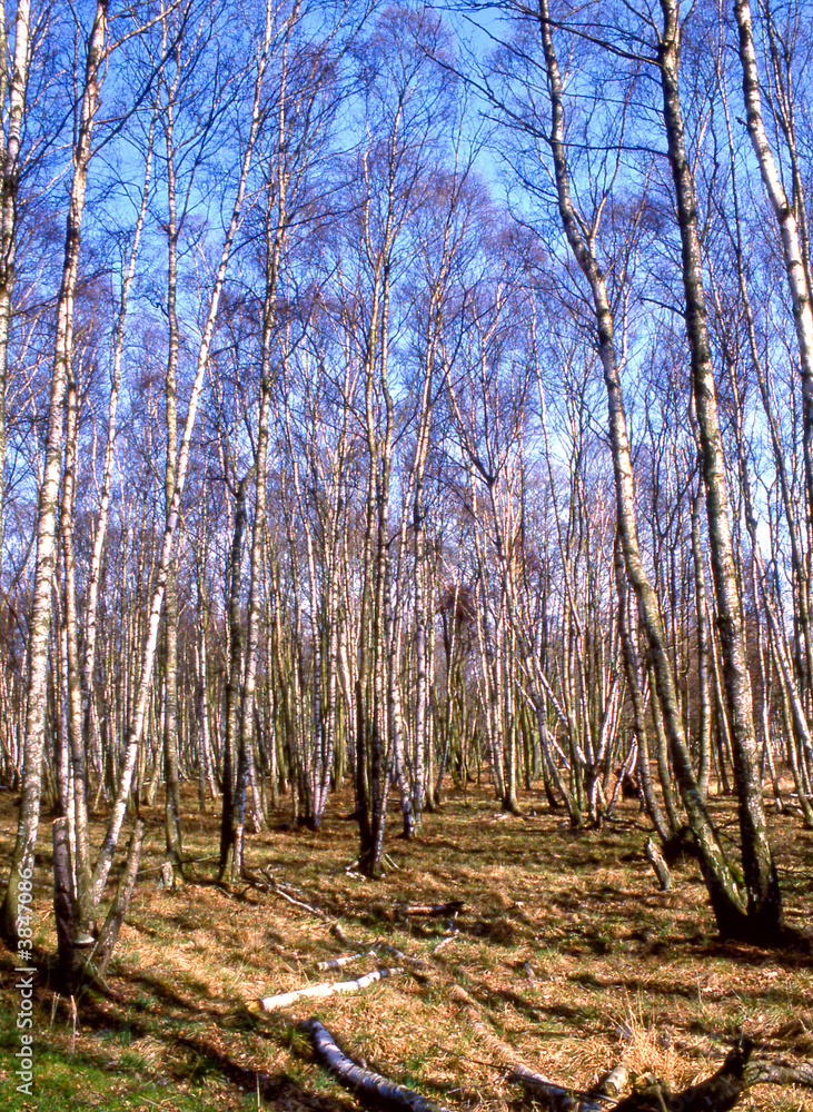 Obraz premium Birkenwald