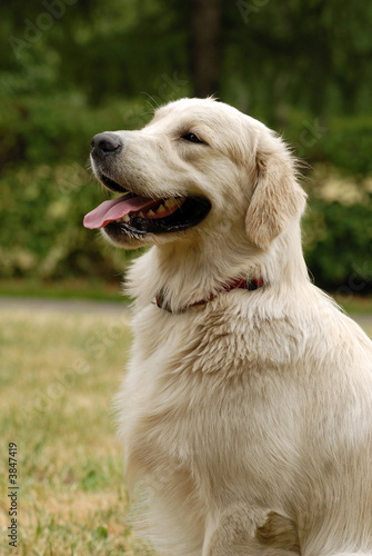  A nice dog portait with mouth open
