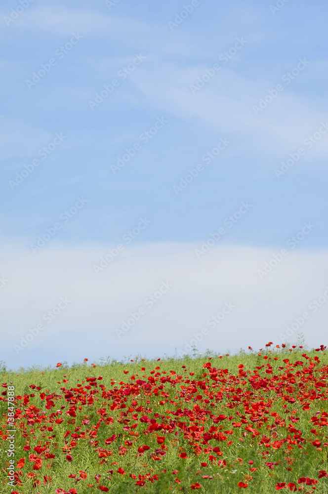 Red poppies on hill with blue and cloudy sky.