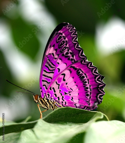 pink butterfly on leaf #3848063