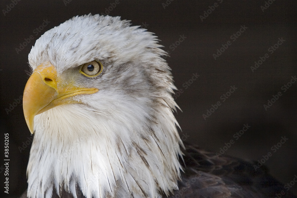 Fototapeta premium Eagle I