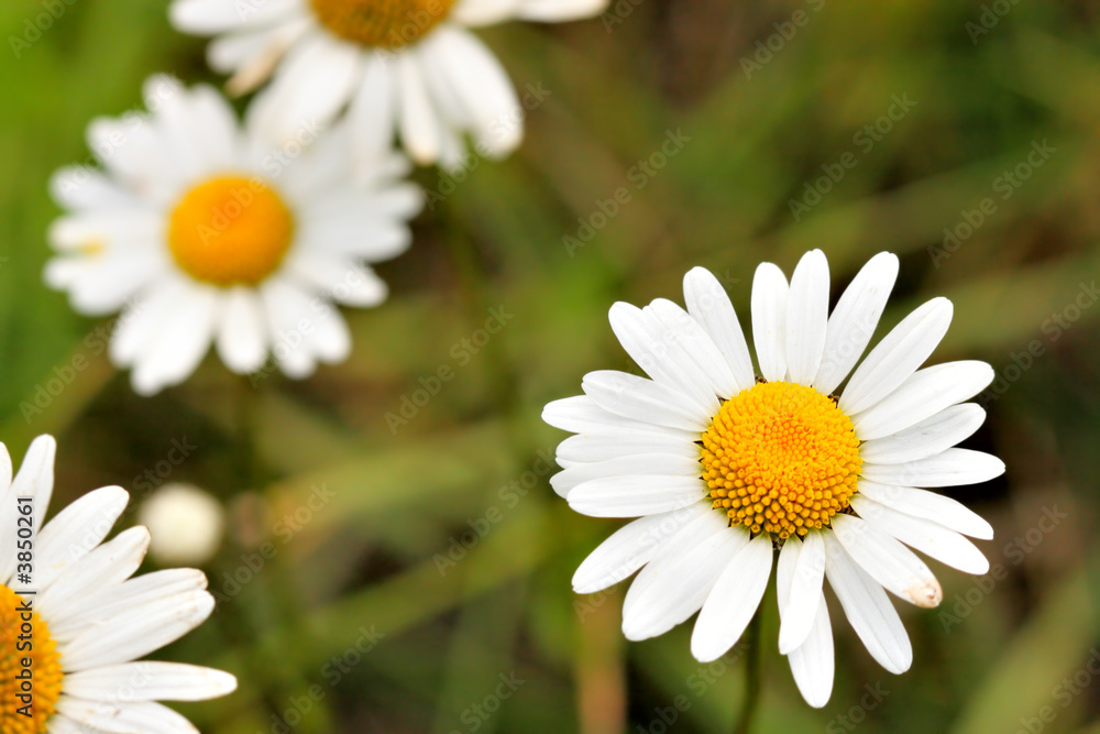 Fototapeta premium Camomiles on the meadow super close up